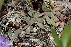 Linaria alpina (C301683)