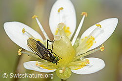 Langbeinfliege der Gattung Tachytrechus auf Moosartigem Steinbrech (Saxifraga bryoides) (C301696)
