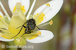 Langbeinfliege der Gattung Tachytrechus auf Moosartigem Steinbrech (Saxifraga bryoides) (C301700)