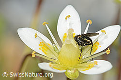 Langbeinfliege der Gattung Tachytrechus auf Moosartigem Steinbrech (Saxifraga bryoides) (C301703)