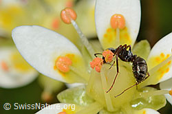 Formica lemani (Waldameise) auf Moosartigem Steinbrech (Saxifraga bryoides) (C301709)