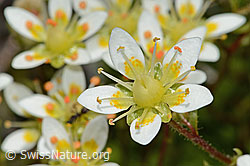 Moosartiger Steinbrech (Saxifraga bryoides) (C301719) Moosartiger Steinbrech (Saxifraga bryoides) (C301719)