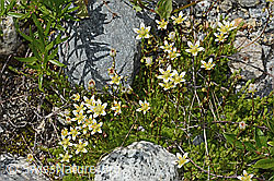 Moosartiger Steinbrech (Saxifraga bryoides) (C301720) Moosartiger Steinbrech (Saxifraga bryoides) (C301720)