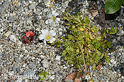Einblütiges Hornkraut (Cerastium uniflorum) (C301723)