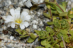 Einblütiges Hornkraut (Cerastium uniflorum) (C301724)
