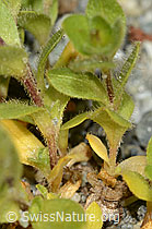 Einblütiges Hornkraut (Cerastium uniflorum) (C301730)