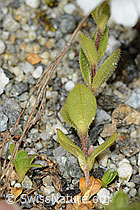 Einblütiges Hornkraut (Cerastium uniflorum) (C301731)
