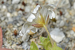 Einblütiges Hornkraut (Cerastium uniflorum) (C301733)