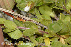 Einblütiges Hornkraut (Cerastium uniflorum) (C301736)