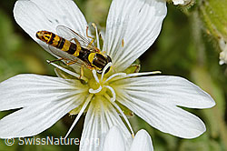 Gewöhnliche Langbauchschwebfliege (Sphaerophoria scripta) auf Einblütigem Hornkraut (Cerastium uniflorum) (C301740)