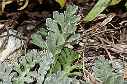 Graues Greiskraut (Senecio incanus) (C301759) Graues Greiskraut (Senecio incanus) (C301759)