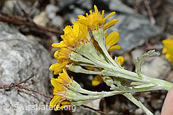 Graues Greiskraut (Senecio incanus) (C301764) Graues Greiskraut (Senecio incanus) (C301764)