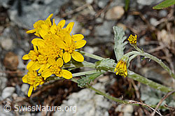 Graues Greiskraut (Senecio incanus) (C301765) Graues Greiskraut (Senecio incanus) (C301765)