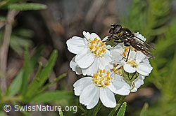 Cheilosia canicularis on Achillea erba-rotta ssp. moschata (C301792)