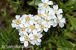 Achillea erba-rotta ssp. moschata (C301797)