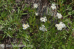 Achillea erba-rotta ssp. moschata (C301802)