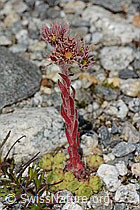 Berg-Hauswurz (Sempervivum montanum) (C301805)
