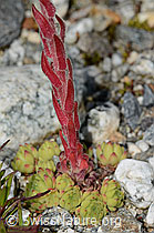 Berg-Hauswurz (Sempervivum montanum) (C301806)