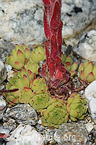 Berg-Hauswurz (Sempervivum montanum) (C301807)