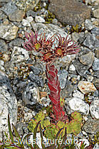 Berg-Hauswurz (Sempervivum montanum) (C301811)