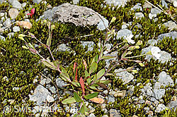 Silene rupestris (C301825)