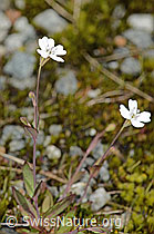 Felsen-Leimkraut (Silene rupestris) (07.2024, C301826)