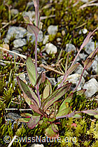 Silene rupestris (C301827)
