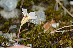 Silene rupestris (C301829)