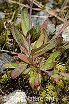 Silene rupestris (C301830)