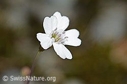 Felsen-Leimkraut (Silene rupestris) (07.2024, C301833)
