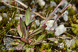 Silene rupestris (C301834)