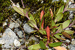 Silene rupestris (C301836)