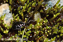 Micracanthia fennica (Uferwanze) (C301843) Micracanthia fennica (Uferwanze) (C301843)