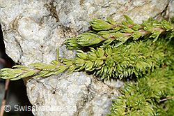 Moosartiger Steinbrech (Saxifraga bryoides) (C301907) Moosartiger Steinbrech (Saxifraga bryoides) (C301907)