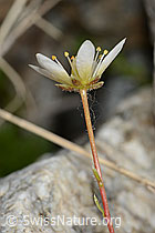 Moosartiger Steinbrech (Saxifraga bryoides) (C301909) Moosartiger Steinbrech (Saxifraga bryoides) (C301909)