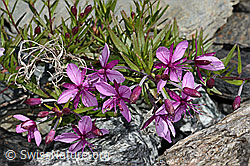 Fleischers Weidenröschen (Epilobium fleischeri) (C301911) Fleischers Weidenröschen (Epilobium fleischeri) (C301911)