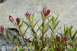 Fleischers Weidenröschen (Epilobium fleischeri) (C301912) Fleischers Weidenröschen (Epilobium fleischeri) (C301912)