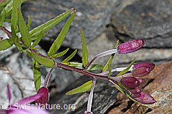 Fleischers Weidenröschen (Epilobium fleischeri) (C301913) Fleischers Weidenröschen (Epilobium fleischeri) (C301913)
