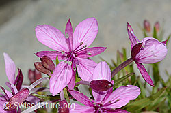 Fleischers Weidenröschen (Epilobium fleischeri) (C301914) Fleischers Weidenröschen (Epilobium fleischeri) (C301914)