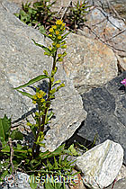 Alpen-Goldrute (Solidago virgaurea ssp. minuta) (C301916) Alpen-Goldrute (Solidago virgaurea ssp. minuta) (C301916)