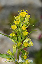 Alpen-Goldrute (Solidago virgaurea ssp. minuta) (C301918) Alpen-Goldrute (Solidago virgaurea ssp. minuta) (C301918)