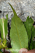 Alpen-Goldrute (Solidago virgaurea ssp. minuta) (C301921) Alpen-Goldrute (Solidago virgaurea ssp. minuta) (C301921)