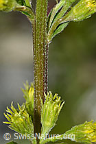 Alpen-Goldrute (Solidago virgaurea ssp. minuta) (C301922) Alpen-Goldrute (Solidago virgaurea ssp. minuta) (C301922)