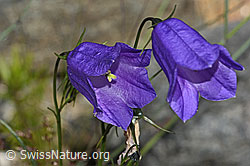 Scheuchzers Glockenblume (Campanula scheuchzeri) (C301945) Scheuchzers Glockenblume (Campanula scheuchzeri) (C301945)
