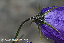Scheuchzers Glockenblume (Campanula scheuchzeri) (C301949) Scheuchzers Glockenblume (Campanula scheuchzeri) (C301949)
