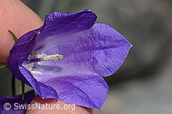 Scheuchzers Glockenblume (Campanula scheuchzeri) (C301950) Scheuchzers Glockenblume (Campanula scheuchzeri) (C301950)