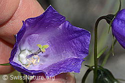 Scheuchzers Glockenblume (Campanula scheuchzeri) (C301951) Scheuchzers Glockenblume (Campanula scheuchzeri) (C301951)