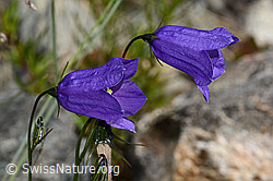 Scheuchzers Glockenblume (Campanula scheuchzeri) (C301958) Scheuchzers Glockenblume (Campanula scheuchzeri) (C301958)