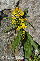 Alpen-Goldrute (Solidago virgaurea ssp. minuta) (C301961) Alpen-Goldrute (Solidago virgaurea ssp. minuta) (C301961)