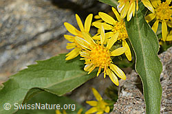 Alpen-Goldrute (Solidago virgaurea ssp. minuta) (C301963) Alpen-Goldrute (Solidago virgaurea ssp. minuta) (C301963)